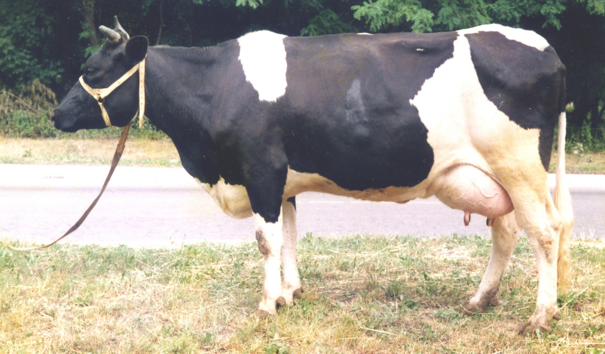 Вымя голштинской коровы