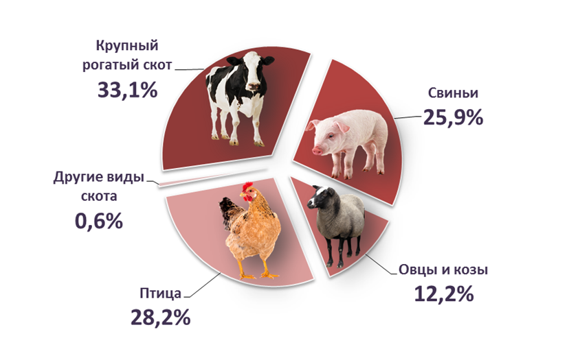 В России растет производство скота и птицы на убой