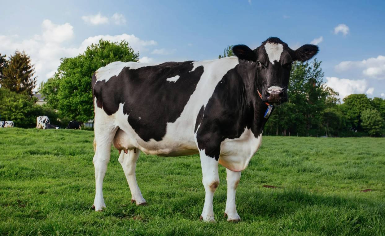 Расчет оптимального количества телят на один групповой домик