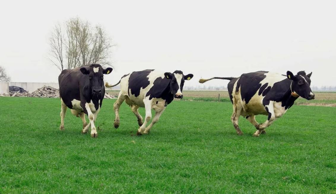 Как BRU может обеспечить подстилкой сразу несколько зон фермы