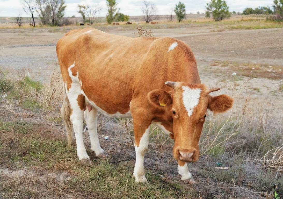 Снижение уровня аммиака через оптимизацию вентиляции и уборки