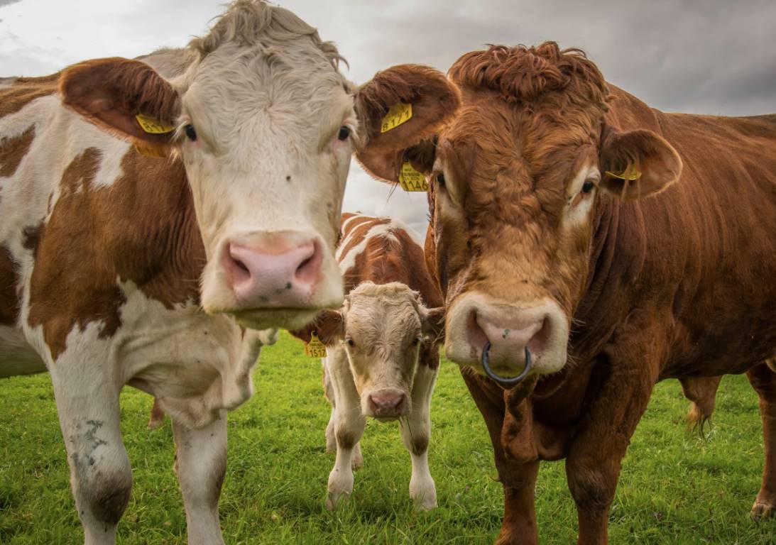 Особенности групповых домиков для телят на доращивание