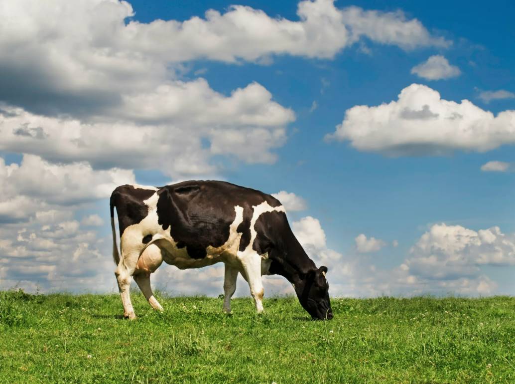 Автоматическая щетка как элемент групповой терапии КРС