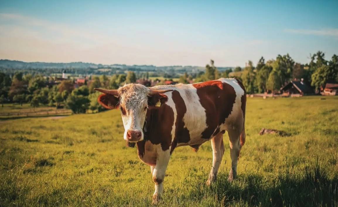 Как чистота в загонах для телят влияет на их будущую продуктивность